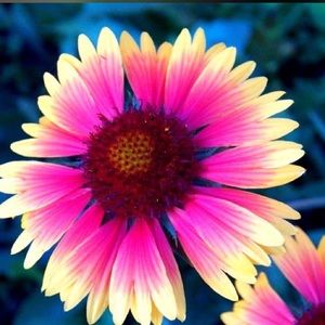 Meet your Posher, Elena